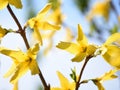 Yellow flowers on Forsythia bush