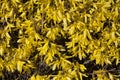 Yellow flowers Forsythia on the bush texture photo in spring Royalty Free Stock Photo