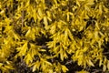 Yellow flowers Forsythia on the bush texture photo in spring Royalty Free Stock Photo