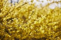 Yellow flowers of forsythia, yellow bush blossom in spring