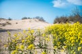 Yellow flowers are found near the sandy beach Royalty Free Stock Photo