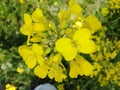 Yellow flowers of fresh nature mustard plants