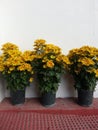 yellow flowers