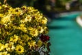 yellow flowers in front of an aqua pool with a small bridge in the distance