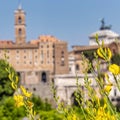 Yellow flowers in front of blurred Roman forum background, the Tabularium and Vittorio Emanuele II buildings. Royalty Free Stock Photo