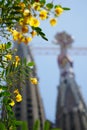 Yellow flowers in front of the Sagrada Familia in Barcelona