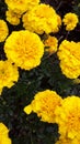 Yellow Flowers in full bloom