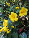 Yellow Flowers Fully in Bloom