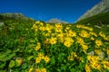 Yellow flowers at Furkotska dolina valley