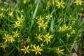 Yellow flowers gagea spring grass
