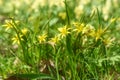 Yellow flowers gagea spring grass