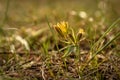 Yellow flowers gagea spring grass