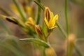 Yellow flowers gagea spring grass