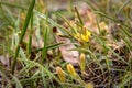 Yellow flowers gagea spring grass