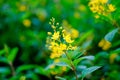 Yellow flowers Galphimia, Gold Shower growing, green leaves, bush in park