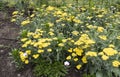 Asteraceae Achillea. Royalty Free Stock Photo