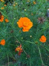 Yellow Flowers from garden