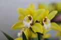 Yellow Flowers in the garden