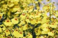 Yellow Flowers in the garden