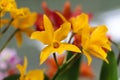 Yellow Flowers in the garden