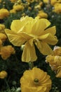 Yellow flowers of garden cultivated buttercups close-up on a floral blurred background Royalty Free Stock Photo