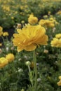 Yellow flowers of garden cultivated buttercups close-up on a floral blurred background Royalty Free Stock Photo