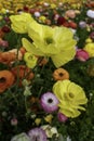 Yellow flowers of garden cultivated buttercups close-up on a floral blurred background Royalty Free Stock Photo