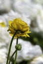 Yellow flowers of garden cultivated buttercups close-up on a floral blurred background Royalty Free Stock Photo