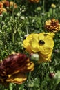 Yellow flowers of garden cultivated buttercups close-up on a floral blurred background Royalty Free Stock Photo