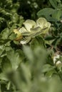 Yellow flowers of garden cultivated buttercups close-up on a floral blurred background Royalty Free Stock Photo