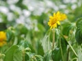 Yellow flowers in the garden Feeling Refreshing