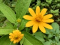 yellow flowers on garden with hight view