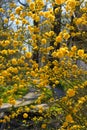 Yellow flowers in garden, Kerria Japonica, Japanese marigold bush, Pleniflora, Yamabuki , Japanese rose Royalty Free Stock Photo