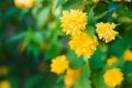 Yellow flowers in garden, Kerria Japonica, Japanese marigold bush, Pleniflora, Yamabuki , Japanese rose Royalty Free Stock Photo