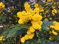 Yellow flowers in garden, machonia fremonti