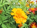 Yellow flowers in the garden