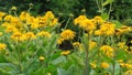 Yellow flower in the park Royalty Free Stock Photo