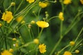 Yellow flowers in the garden