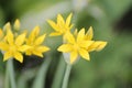 Yellow flowers of yellow garlic Allium moly in garden Royalty Free Stock Photo