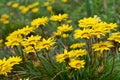 Yellow flowers of Gazania splendens genus asteraceae close up. Royalty Free Stock Photo