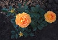 Yellow flowers of goldelse rose Royalty Free Stock Photo