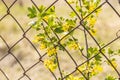 Yellow flowers of Golden Buffalo Currant Ribes Aureum background. Flowers golden currant, clove currant, pruner berry and buffalo Royalty Free Stock Photo