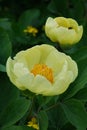 Yellow flowers of Golden Peony flower, also called Caucassian Peony, latin name Paeonia daurica subsp. mlokosewitschii