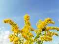 Yellow flowers of a golden rod plant against a blue sky