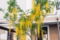 Yellow Flowers of Golden Shower Tree in summer