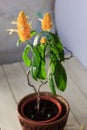 Yellow flowers of the Golden Shrimp plant Pachystachys Lutea - beautiful home plant in a pot Royalty Free Stock Photo