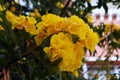 Yellow flowers of Golden Trumpet tree. Royalty Free Stock Photo