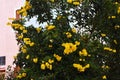 Yellow flowers of Golden Trumpet tree. Royalty Free Stock Photo