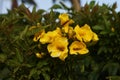 Yellow flowers of Golden Trumpet tree. Royalty Free Stock Photo