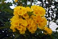 Yellow flowers of Golden Trumpet tree. Royalty Free Stock Photo